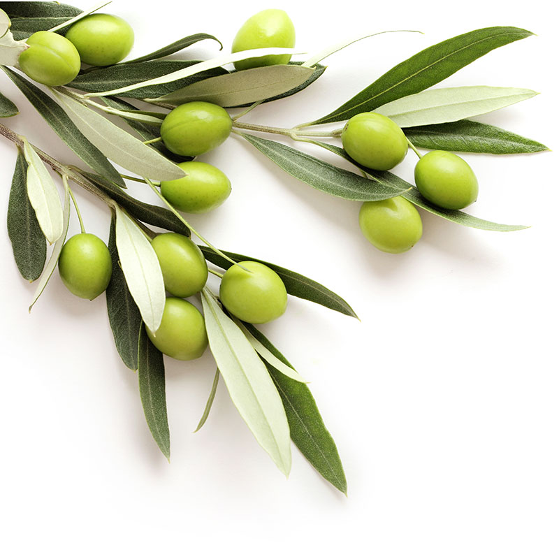 matagalpa olijfolie